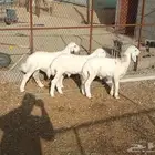 طليان تربيه طيبه