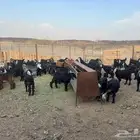 للبيع تيوس مخاصي