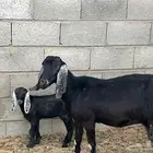 مسوي عليها تيس