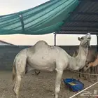 ثمان ابل مجهم ومغاتير وبعير سوداني منتج