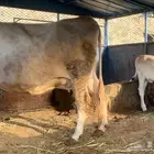 بقره
