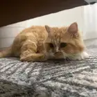 قطه انثى للتبني