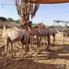 قعدان جمله لحم طيب وأسعار ترضيك