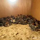 يتوفر صوص فيومي