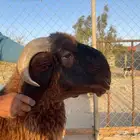 جذع فاخر
