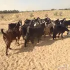 للبيع معزاء