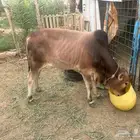 بقره حسيل للبيع بيشه