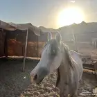 فرس شعبيه للبيع