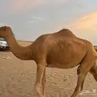 ناقه لقحه (الموقع أملج)