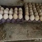 بيض رومي مخصب ان شاء الله
