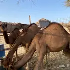 قعدان فواخر.