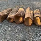 عيدان قفل نحل
