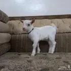 ماعز قزمي