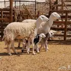 رخال حريات حرش والد