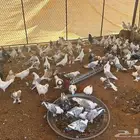 حمام مشكل
