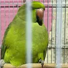 للبيع مستعجل طير دره هندي انثى طالبه تزاوج ابغاه فيها 500