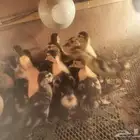 صوص بح للبيع