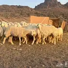 رخال حرش صنف الصنف