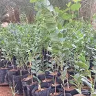 شتلات سدر بلدي