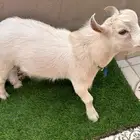 ماعز قزمي