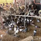 حمام مخلط للبيع