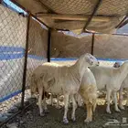 ضان