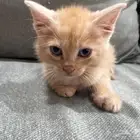 قطتين صغيره اليفه للتبني