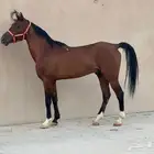 حصان جزيري للبيع