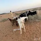 للبيع معزاء