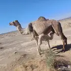 خلفه مصغر تم البيع