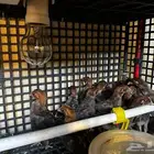 صوص دجاج فيومي ذهبي صافي