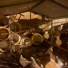 حمام