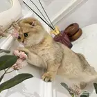 للبيع سكوتش تربل فولد