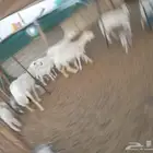 موليد حريات