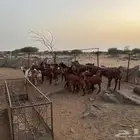 تيوس بلدي
