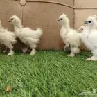 فروخ دجاج قطني