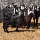 جفار اللبيع