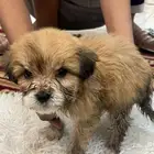 كلاب نوع مالتيز حديثة الولادة