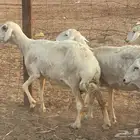 للبيع ضان حريات دفيع مشاءالله تبارك الله