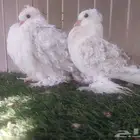 طبه مفتل