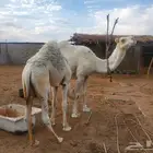 نياق للبيع