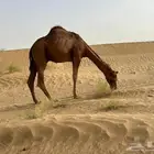 مفرود مريري للبيع