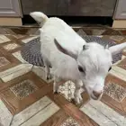 ماعز قزمي