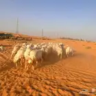 للبيع معزاء و نعيم و حريت و معزاء