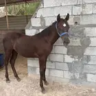 مهر شعبي للبيع