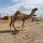 فخل اوضح ولد (عقاب الجليدي)