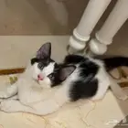 قطه لتبني