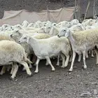 حرش مراح فاخر جروم وطرف