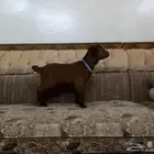 ماعز قزمي