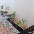 مطلوب شقة او دور ارضي